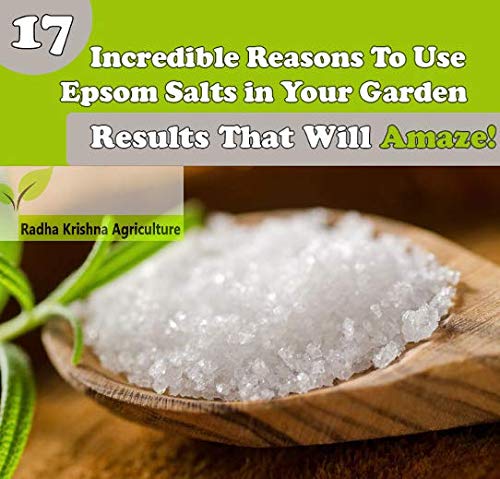 1Kg Epsom Salt for Plants in Garden-image-36