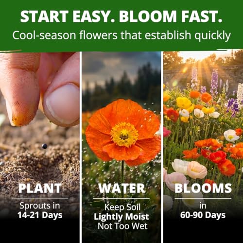 Image of HOME GROWN Iceland Poppy Seeds, 7,000 Seeds, Papaver nudicaule