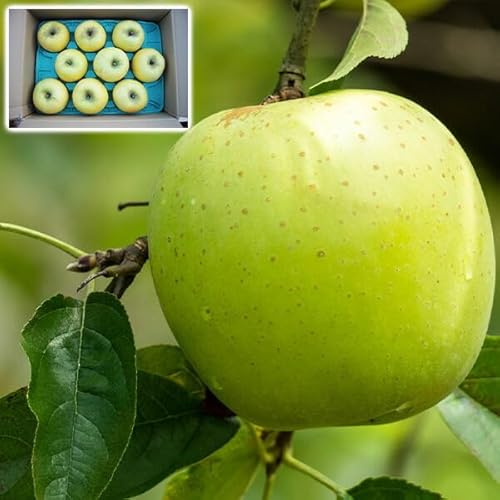 青森りんご 王林 家庭用 5kg 林檎【青森県産】予約品:11月中旬前後〜収穫次第順次・出荷開始【出荷日お任せ・指定日不可】