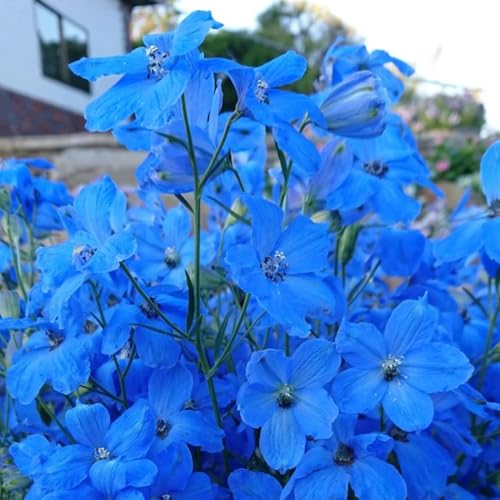 semi resistenti del delphinium, delphinium Decorazione da giardino per esterno, balcone resistenti, luoghi soleggiati balcone, 30pcs
