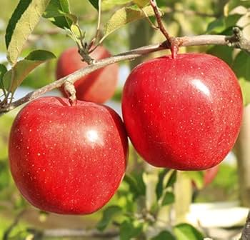 Amazon.co.jp: 2025年産 青森県産りんご ご家庭用 訳あり サンふじ Amazon.co.jp: 2025年産 青森県産りんご ご家庭用 訳あり サンふじ