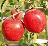 2025年産 青森県産りんご ご家庭用 訳あり サンふじ アップルロード工藤農園 (5kg)