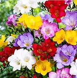Easy to Plant Freesia 'Bountiful Bouquet Collection' Plant Bulbs - Freesia Double Mix Fragrant Single Flowering Blooms in Spring Gardens (10, Mix Color)