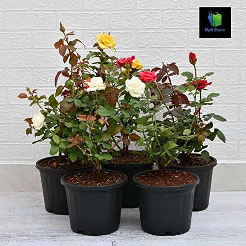 Mphmi Enchanting Roses - Set of 5. (Plant Height 4 inches, Pack of 1 Enchanting Roses - Set of 5 Plant) (B08SWMS5M8) Amazon Price History, Amazon Price Tracker