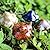 Danmu Garden Decor, 4pcs (Random Color) Ceramic Mushroom for Garden, Yard, Fairy Garden - Lawn Ornament Décor, Pottery Ornament 4.52" in Height