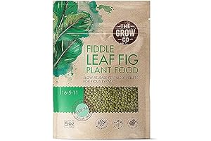 Fiddle Leaf Fig Tree Plant Food: Grow Strong, Lush Figs Indoors and Outdoors