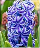 5 Aqua Hyacinth Bulbs