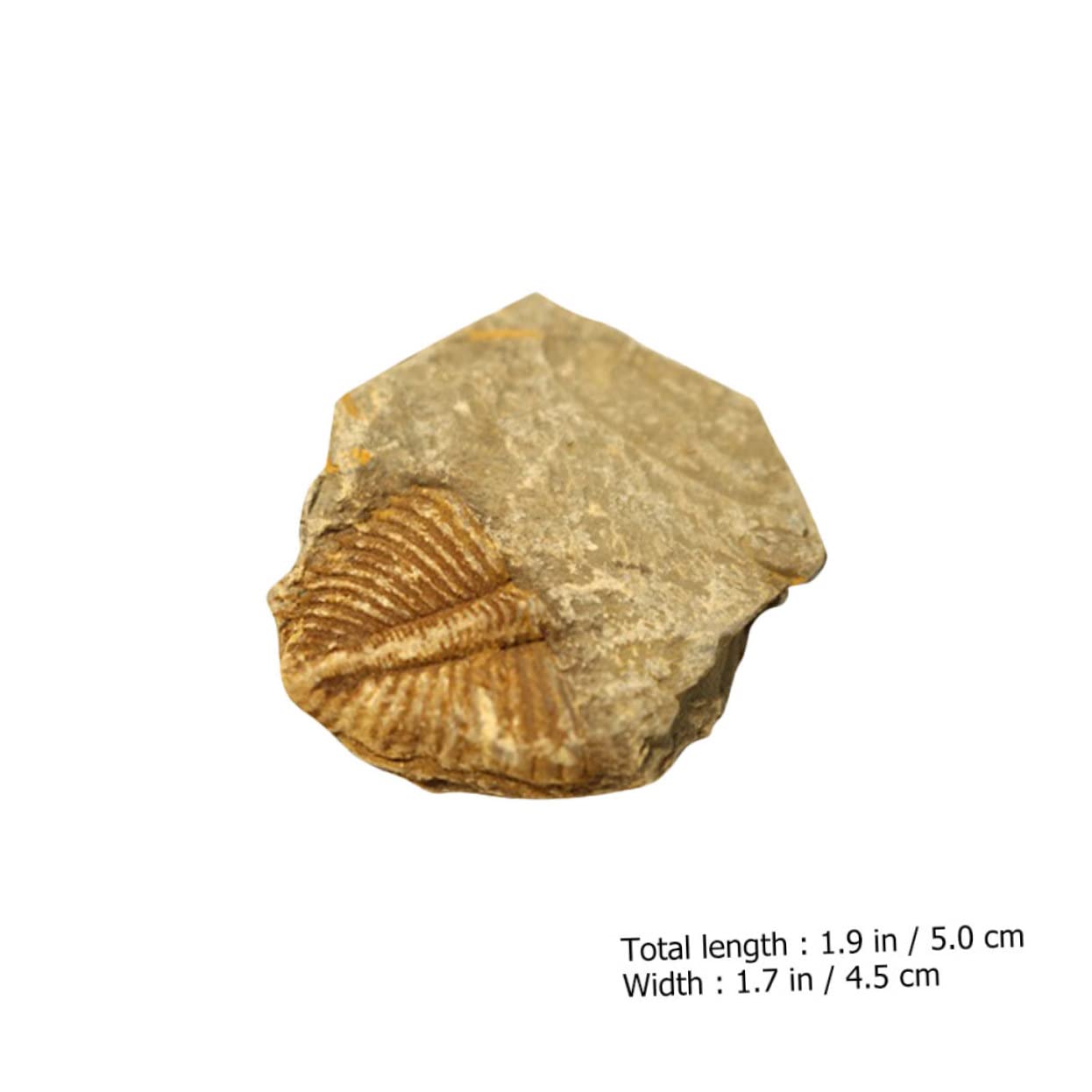 12piezas Kit De Fósiles De Trilobite Para Coleccionistas Herramienta Educativa De Rocas Prehistóricas Para Decoración Del Hogar
