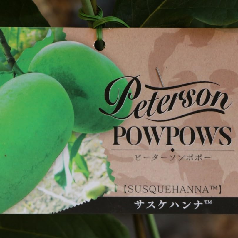 Amazon.co.jp: ポポー サスケハンナ 5号鉢 1株販売 ピーターソンポポー