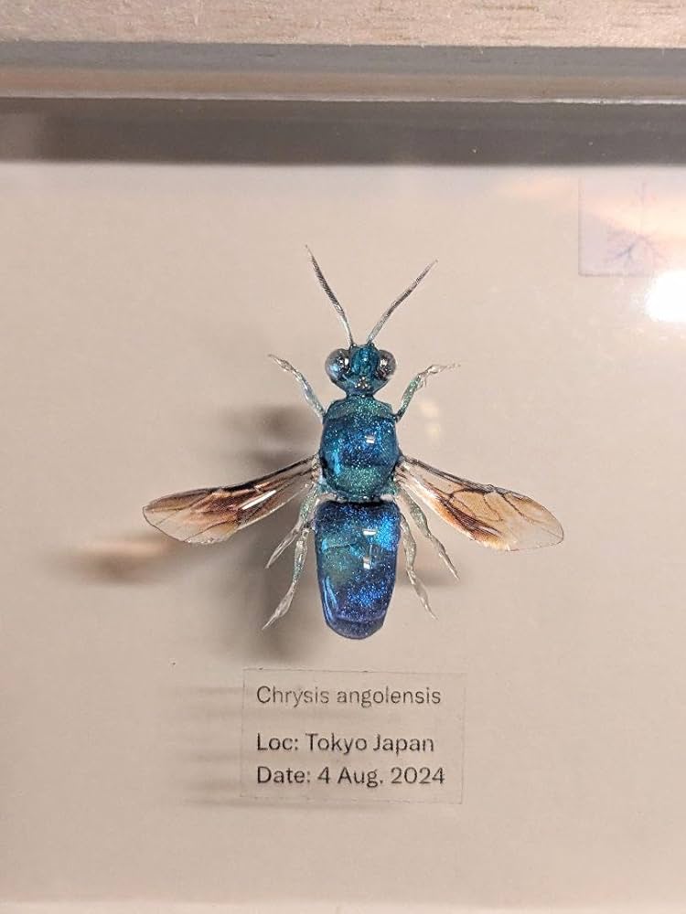 クロバネセイボウ　３５ミリ Amazon.co.jp: Black Seibou 1.4 inches (35 mm) : Office Products