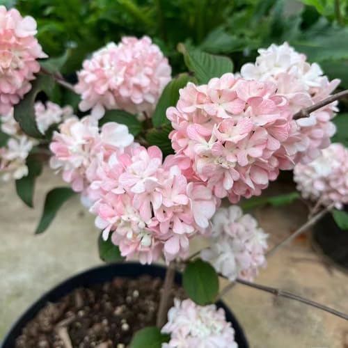 semillas bolas de nieve de invierno semillas decorativas arbustos hoja perenne resistentes trepadoras perennes, 100pcs