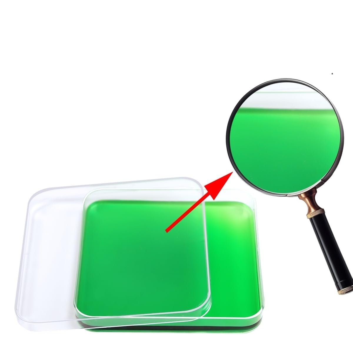 10 placas de Petri cuadradas de 13 mm × 13 mm - Placas de Petri de plástico con tapa, aptas for análisis de cultivos de laboratorio
