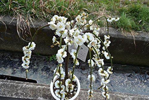 Amazon.co.jp: しだれ梅白 八重しだれ梅苗 : DIY・工具・ガーデン