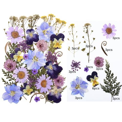 Flores secas prensadas 33 piezas para manualidades DIY miniatura 2