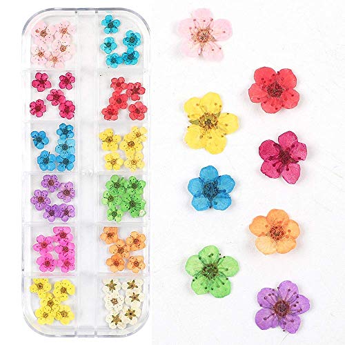 Dried Flowers for Nail Art CHANGAR Mini Real Natural Dry Flowers Sticker Decals Small Tiny Dried Flowers Five Petal Flower Resin Nail Art Supplies Decoration