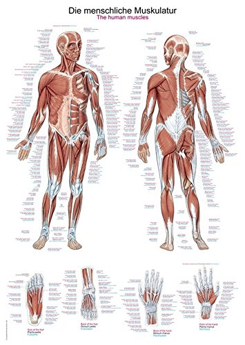 Anatomische Lehrtafel "Die menschliche Muskulatur" | ca. 70 x 100 cm