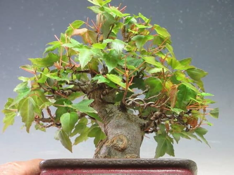 小品 盆栽 楓 カエデ Amazon | 小品盆栽 楓（カエデ）【現品】（733816） | ヴェールモア