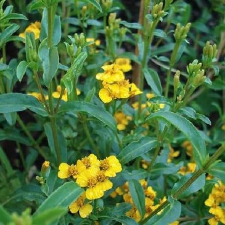 Miniatura 4 de PERICON - Té de hierbas Pericon (Yerbanis) de 4 onzas, 100% té fresco natural, vegano-crudo