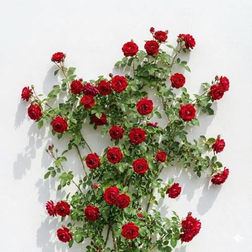 Image of Rare Original Red Climbing Rose Live Plant with Pot Fragrant Flowering Vine | Fast Growing Creeper Rose Plant for Balcony Terrace Wall Fence Garden | (Rose Plant Pack of 1) (RED CLIMBING ROSE)
