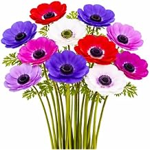 Easy to Grow Anemone Monarch de Caen Mix Pack of 60 Flower Bulbs - Spring Blue, Pink, Purple, Red Blooms in Full Sun, Great for Cutting