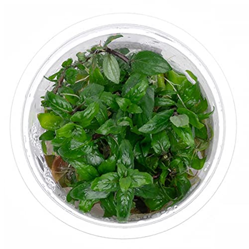Substratesource Staurogyne Repens Tissue Culture Aquatic Live Aquarium Plant - 100% Snail Free In Vitro Cup (Staurogyne Repens) #TOP6