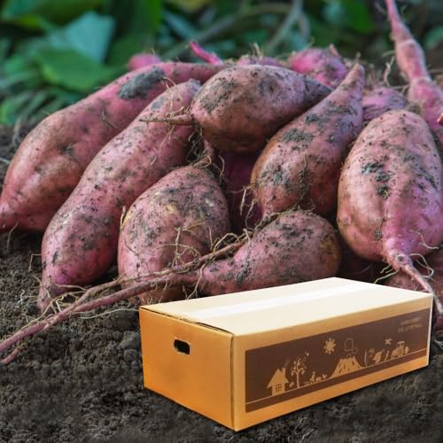 【新芋】安納芋 5kg 土付き 生芋 (M〜2Lサイズ混合) ほくほく食感でさっぱりした甘さ 鹿児島県産 さつまいも