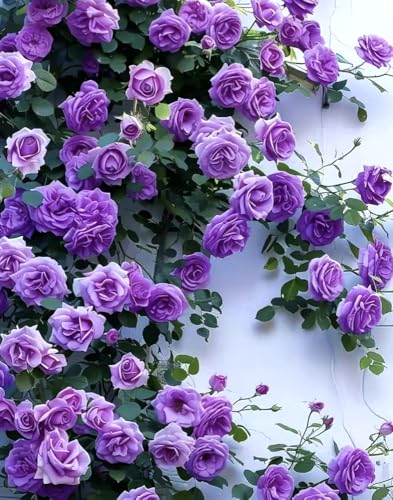 100PCS Purple Climbing Rose Seeds Rare Non-GMO Heirloom Seeds