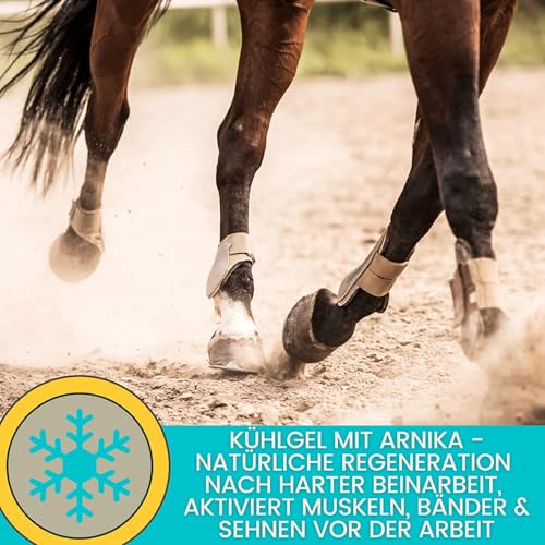 Kühlgel Pferd & Pferdebalsam wärmend & kühlend 2x500ml Arnika Salbe hochkonzentriert Gel für Sehnen Gelenke Muskeln Pferde Beine I Kühlsalbe Pferd mit Menthol Arnica Gel extra stark bei Verspanung