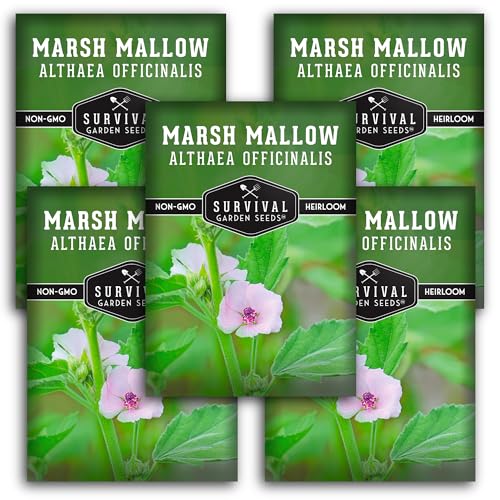 Marshmallow Seeds for Planting - Marsh Mallow Medicinal Herb, Althaea Officinalis, Traditional Root Plant for Herb Garden - Heirloom Non-GMO Open Pollinated - Survival Garden Seeds (5 Pack