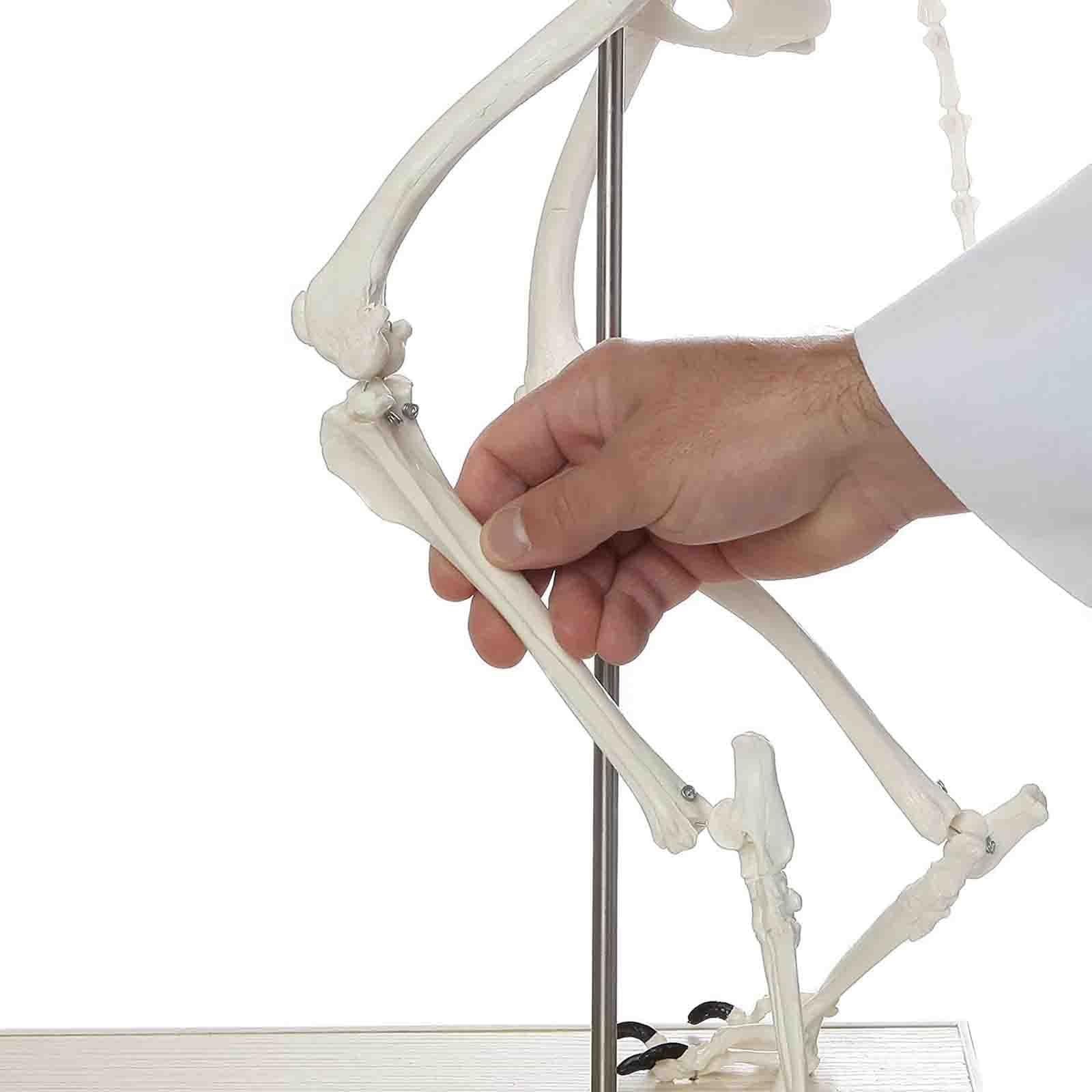 Model szkieletu dużego psa – medyczny model anatomiczny psa | Animal Specimens Dog Skeleton Anatomy 93 * 38.5 * 82.5 CM Professional Veterinary Model on Base