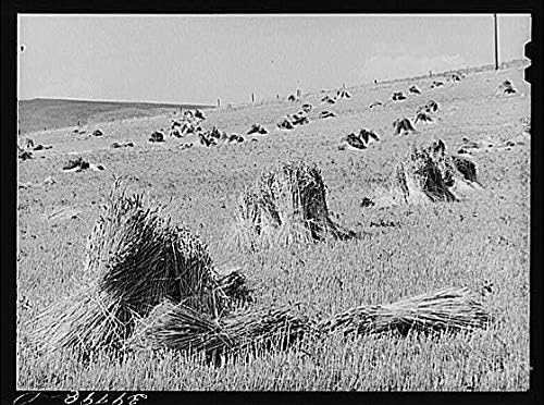 Miniatura 1 de HistoricalFindings Photo Garfield County,Washington,WA,Farm Security Administration,July 1941,FSA 1