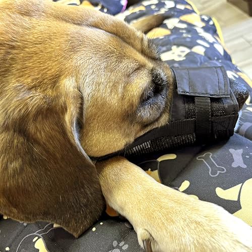 Dingo Weiches Nylon Maulkorb mit atmungsaktivem Netz für kleine Rassen, Welpen, Jack Russel Terier Dackel Verstellbarer Halsgurt, Schwarz 16773-2