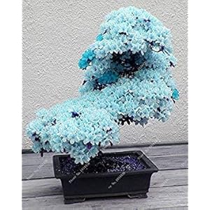 RIC 10 PZ RARE BLUE SKY SAKURA SEMPS OF FLOWERS BONSAI BONSAI BONSAI CHERRY BLOSSOMS PLANTS OF Cherry Flowers Cherry Tree For the Home And Garden: Only Seeds