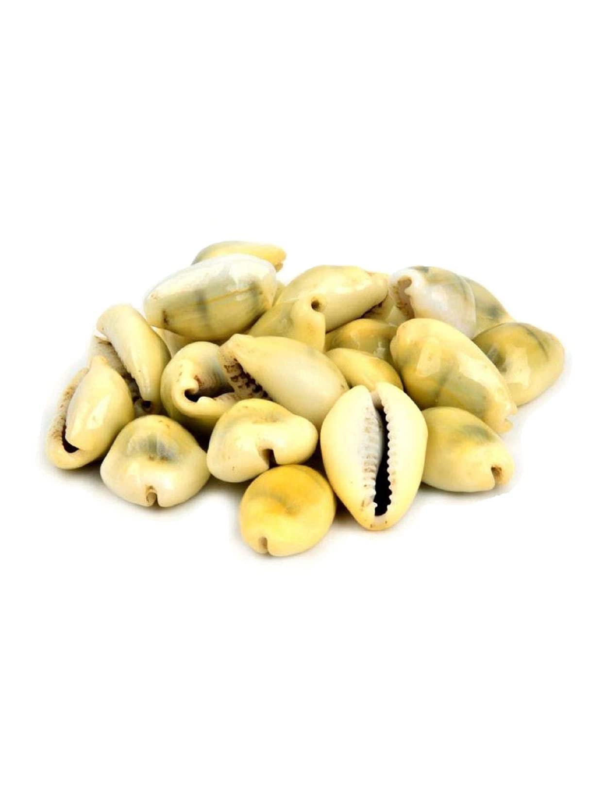 25/50/100pcs Yellow Kaudi/Kawri/Kodi/Money Cowrie Sea Shell/Monetaria Monta Shell for Pooja/Necklace/Art Craft & Bracelet Making (25)