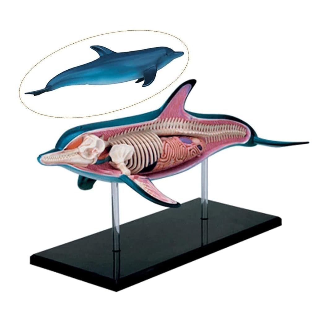 Amazon.com: ASSICON Dolphin Anatomy Model Skeleton Model Anatomy