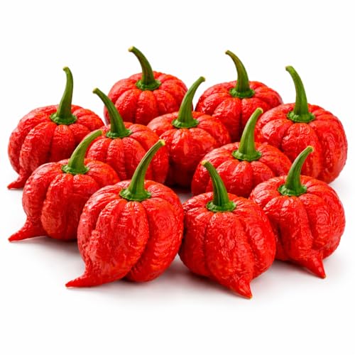 Carolina Reaper Chili frisch - extrem scharf - ganze Chilischoten - eine der schärfsten Chilis der Welt (10 Schoten)