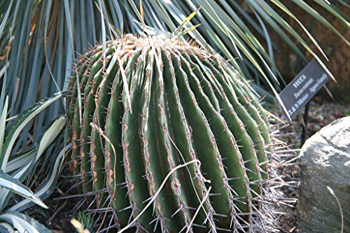 Echinocactus Ingens, Biznaga Gigante, Large Barrel Cactus Seeds (500 Seeds) #TOP1