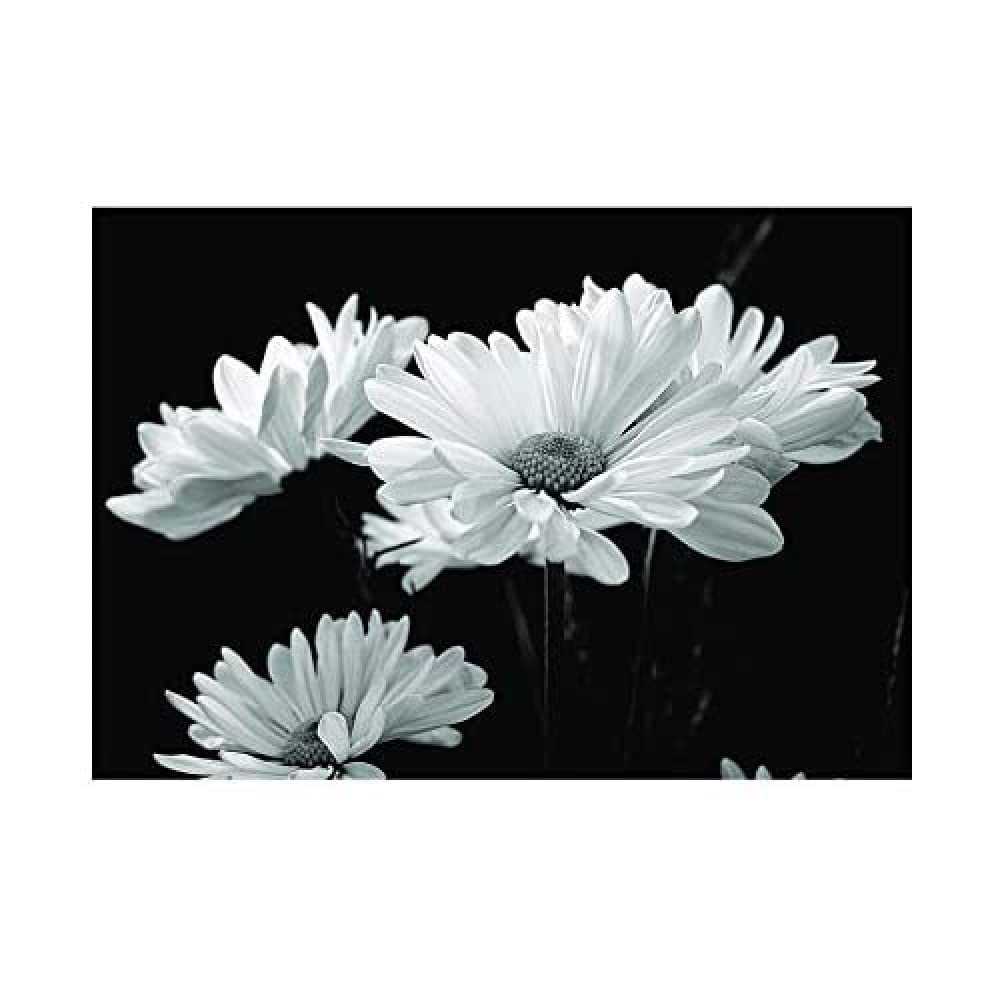 Wee Blue Coo Nature Flowers Daisy Black White Wall Art Print