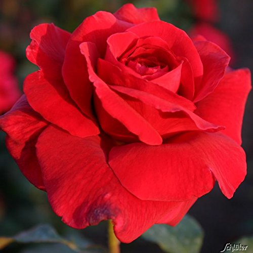 Edelrose Duftzauber 84 in dunkelrot - Duftrose winterhart - Rosen-Blüte in dunkelrot - Rose mittelstark duftend im 5 Liter Container von Garten Schlüter - Pflanzen in Top Qualität