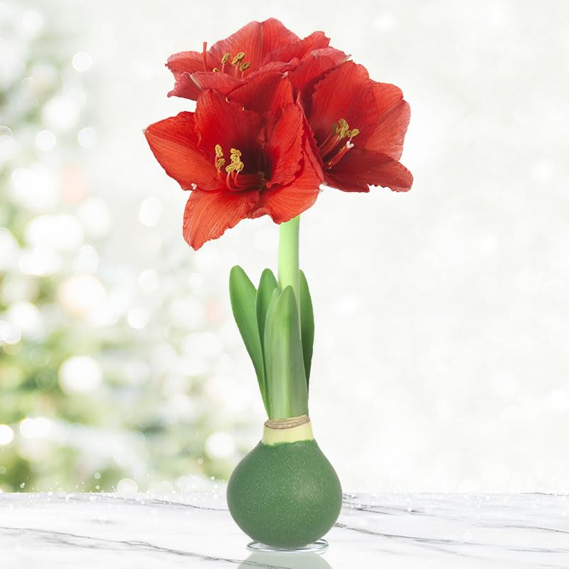 Amaryllisページ Amaryllis Trio with Paperwhites Bulb Garden | Hale Groves