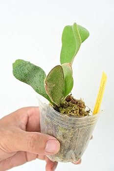 ア*ム様 セルソタツタ　OC pup ビカクシダ 220111_9746-1024x683.jpg