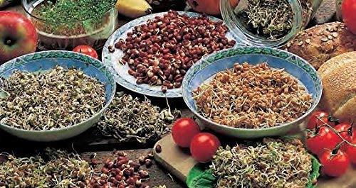 Sprouts That Strengthen The Immune System -