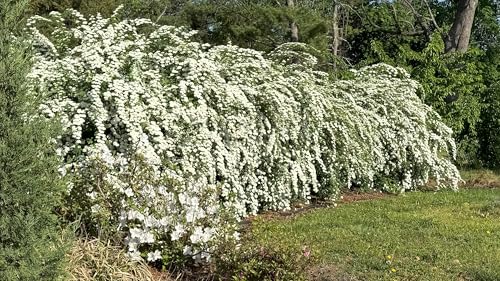 Snow Willow – （雪柳ユキヤナギ 小米花コゴメバナ 雪枝垂ユキシダレ） Live Spiraea thunbergii Plant