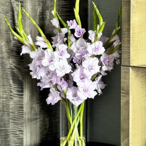 Bombilla de gladiolos,perennes resistentes,de balcón,de exterior Maceta de,de jardín,decoración de salón.8pcs