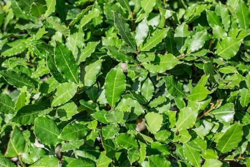Alloro (laurus nobilis) pianta vera per siepe, h 150cm, vaso 18cm, piante da siepe per giardino