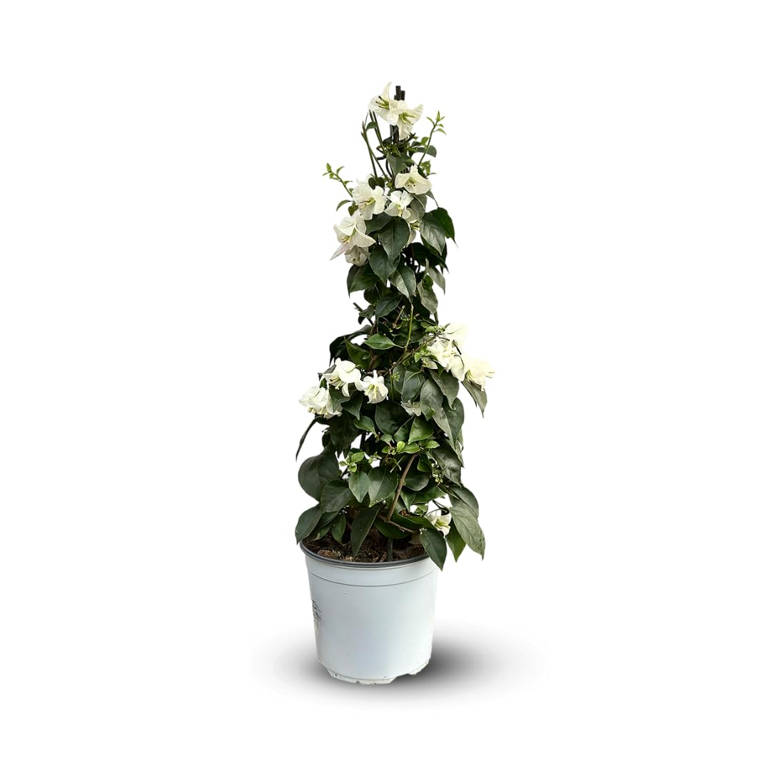 Attitude Jardin - Bouganville piramide - pianta fiorita - 70-80 cm - ⌀ 18 cm - pianta da esterno - fiore bianco
