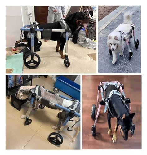 Chariot de mobilité pour chien paralysé avec support arrière réglable