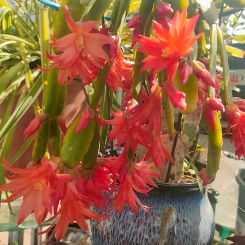 Christmas Cactus Seeds, epiphytic Succulent, Holiday Flowering Plant, Indoor Garden