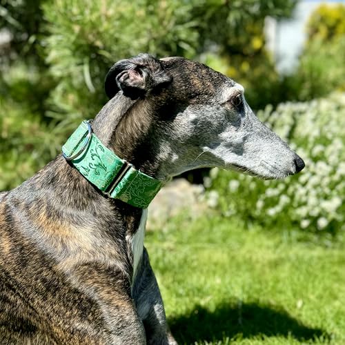 Sgang Extra Soft Martingale Dog Collar For Greyhound Saluki Whippet And Other Breeds With Similar Neck 2 Inch Wide  thumb #1