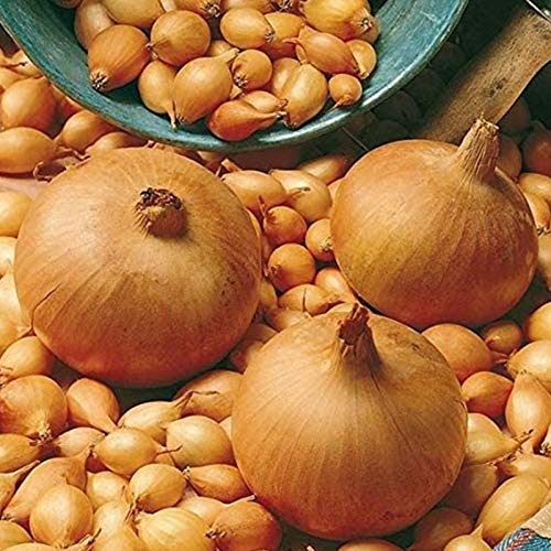 250 semi di cipolla gialla paglia - Permacultura semi-selvatica